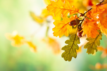 Wall Mural - autumn yellow leaves of oak tree in autumn park. fall background with leaves. beautiful autumn lands