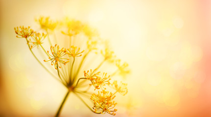 Autumn flower background. Silhouettes of inflorescences of  umbelliferous plant  against  sunset background. Autumn nature.