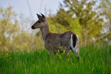 Wall Mural - deer in the field