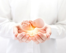 Human Embryo In Hands