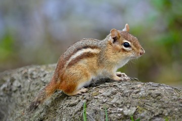 Wall Mural - chipmunk