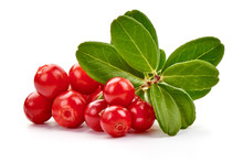 Fresh Lingonberry With Leaves, Isolated On White Background