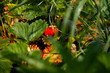 Strawberry hidden in field