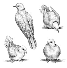 Doves Sitting On Branches Pencil Drawing