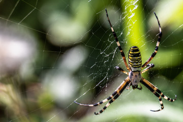 Spider on a web