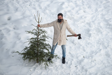 Young man is carrying Christmas tree in the wood. The morning before Christmas. Portrait of a brutal mature Santa Claus. Bearded man with freshly cut down Christmas tree in forest.