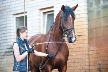 Wall Mural - Brown horse enjoying of cooling down in the summer shower