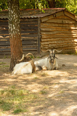 Wall Mural - Goat, gray goat, pack leader, horned goat, nature reserve, animals, herd of goats, animals, wildlife, omission, herbivores, herd of animals, large animal