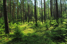 Beautiful View In Summer Pine Forest In Poland