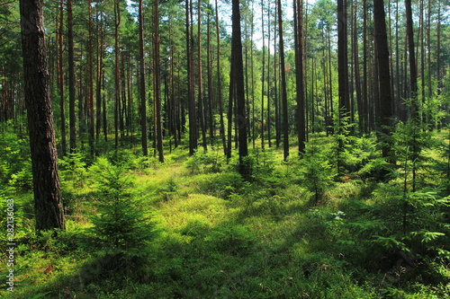 Beautiful view in summer pine forest in Poland