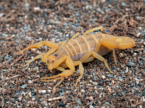Gravid Female Arizona Bark Scorpion Centruroides Sculpturatus Xeric Morph On Sand 3 4 View Buy This Stock Photo And Explore Similar Images At Adobe Stock Adobe Stock