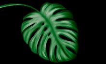 Tropical Leaves Of Green Color On A Dark Background.