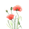 flowers red poppies drawing watercolor on a white background