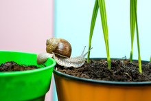 Natural Remedies. Adorable Snail Close Up. Little Slime With Shell Or Snail In Plant Pot. Healing Mucus. Cosmetics And Snail Mucus. Cosmetology Beauty Procedure. Cute Snail Near Green Plant