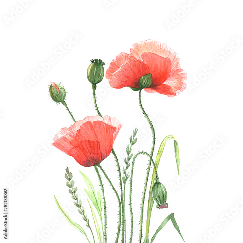 Flowers Red Poppies Drawing Watercolor On A White Background Buy This Stock Illustration And Explore Similar Illustrations At Adobe Stock Adobe Stock