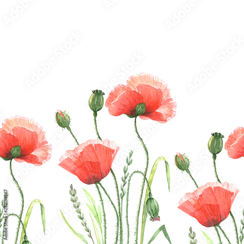 Seamless Border Flowers Red Poppies Drawing Watercolor On A White Background Buy This Stock Illustration And Explore Similar Illustrations At Adobe Stock Adobe Stock
