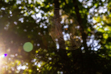 spider web in sun
