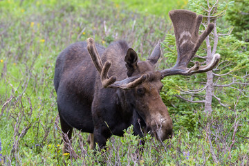 Shiras Moose in the Rocky Mountains of Colorado