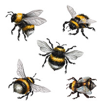 Watercolor Illustration, Assorted Bumblebees, Wild Insect Clip Art, Isolated On White Background