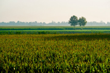 Poster - Landscape with the image of italian country side