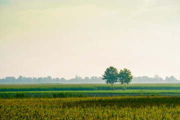 Poster - Landscape with the image of italian country side