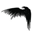 Black raven with wing isolated on a white background. Hand drawn illustration.