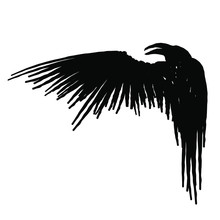 Black Raven With Wing Isolated On A White Background. Hand Drawn Illustration.
