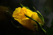 yellow roze background green 