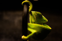 Green Yemen Chameleon Climbing Up A Branch Inside A Cage. Animals And Nature