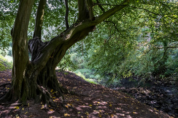 Poster - Alter Baum an der Alstaetter Aa