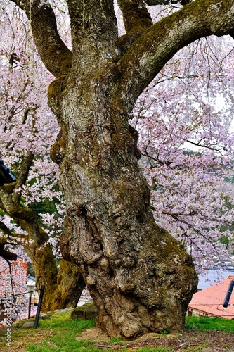 満開の泰雲寺しだれ桜と幹 Stock Photo Adobe Stock