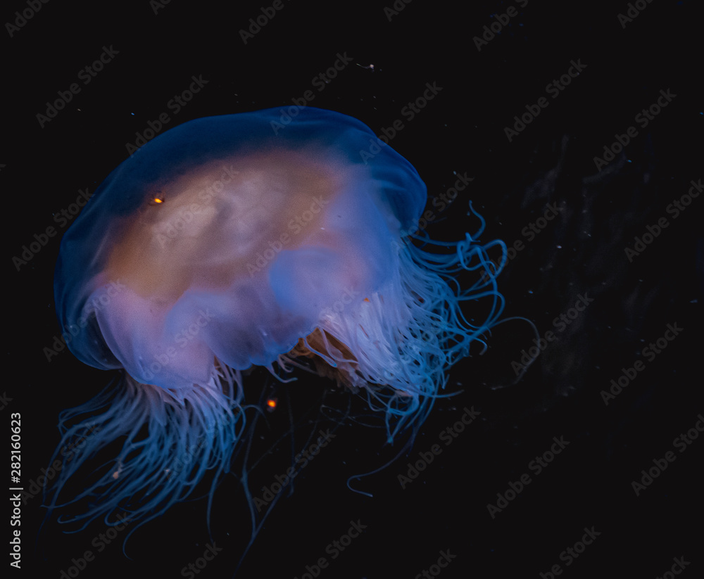 Meduza u wybrzeży norwegii - obrazy, fototapety, plakaty 