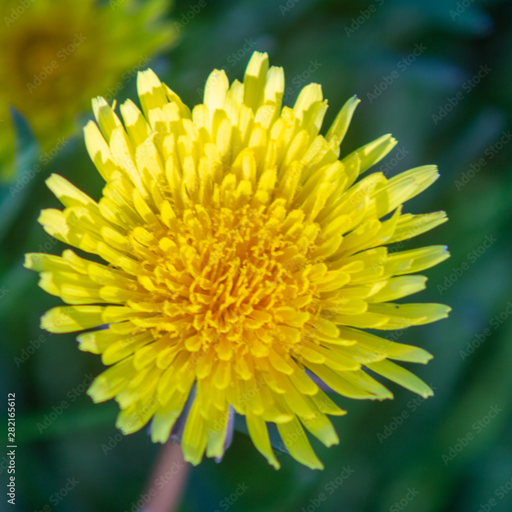 closeup of yellow flower