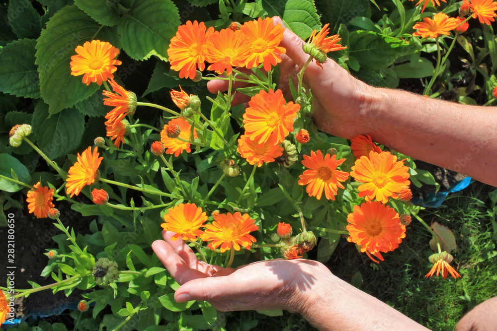 The elderly woman - farmer picks and care of  orange daisies calendula   garden flowers on summer  bush - obrazy, fototapety, plakaty 
