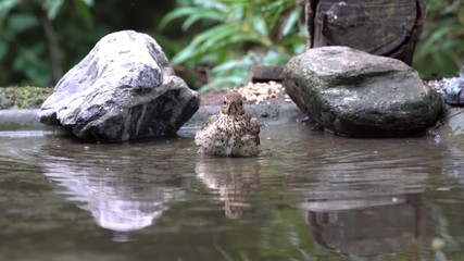 Wall Mural - A Common blackbird sits in the pool for drinking and washing