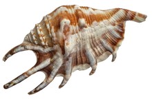 Conchiglia (Lambis Truncata)