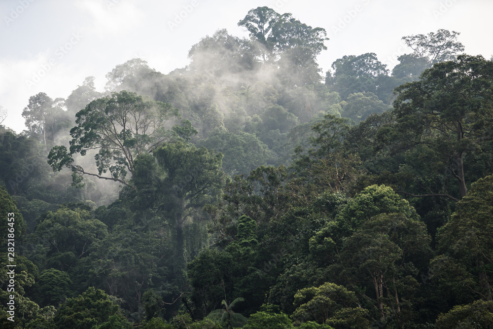 The Trees with fog after raining on the hill in tropical rain forest of ...