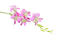 Pink Orchid Isolated On White Background