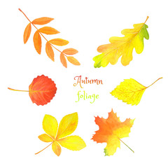 Wall Mural - Autumn watercolor set. Bright leaves isolated on white.