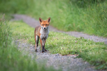 Poster - A red fox pauses on a car trackacroos a field  as it looks cautiously and stares directly at the camera