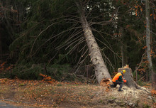 Lumberjack Logger Worker In Protective Gear Cutting Firewood Timber Tree In Forest With Chainsaw