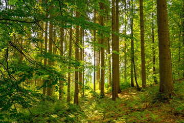 Wall Mural - Wald in Deutschland, Voigtland in Sachsen