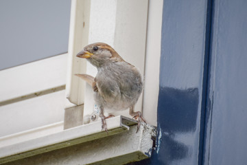 Sparrow in the garden