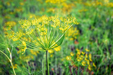 Dill Umbrellas. Background Of Fennel Outdoors Close Up.