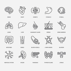 Wall Mural - Organs, anatomy flat line icons set. Human bones, stomach, brain, heart, bladder, nervous system vector illustrations. Outline pictograms for medical clinic