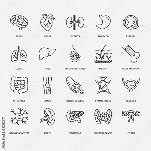 Fotomural Organs, anatomy flat line icons set