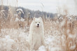 samoyed dog in the snow