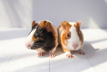 Closeup Portrait Of Cute Couple Of Sweet Baby Guinea Pigs Of Several Monthes Old Sitting On Sunny Wooden Rustic Background. Horizontal Color Photography.