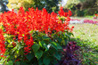 Elegant autumn flower bed with salvia splendens, red decorative garden flowers. Blooming plants in the park area.