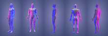 3d Rendering Illustration Of Human Collection
